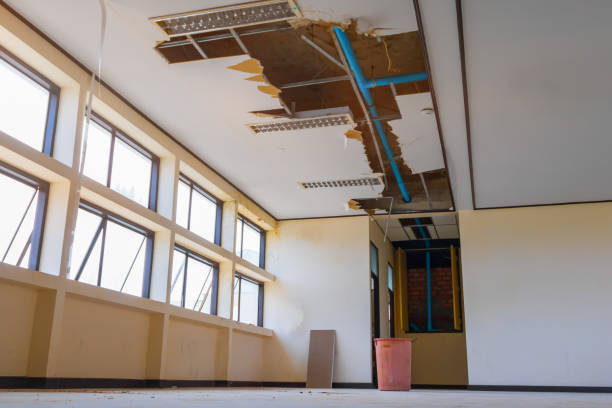 Best Mold removal after water damage  in Carrollton, GA