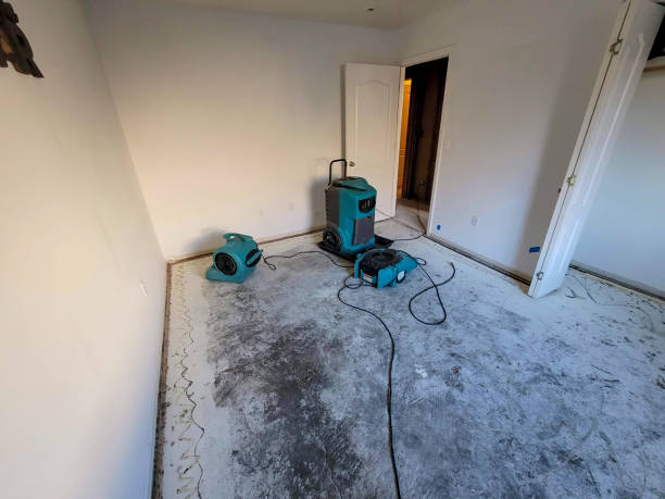 Best Mold removal after water damage  in Carrollton, GA