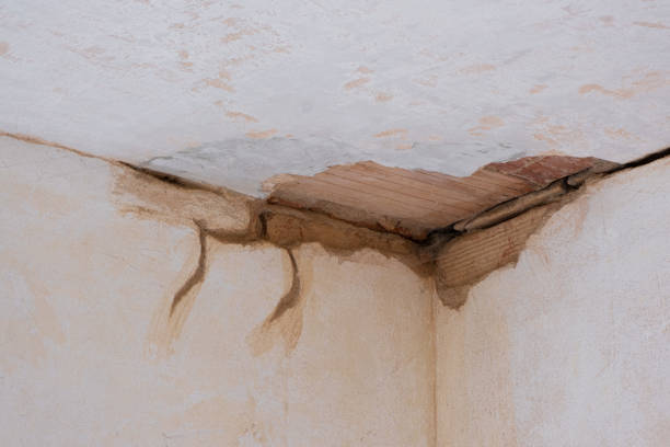 Best Professional water damage repair  in Carrollton, GA