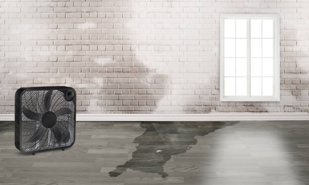 Best 24/7 water damage repair  in Carrollton, GA